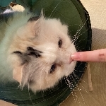 ステラ