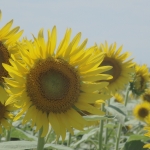 userPhoto