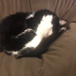 userPhoto