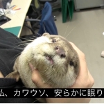 userPhoto