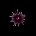 アークウニ
