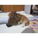 いぬ