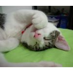 狐猿