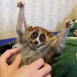 クッソ愛らしい聖獣