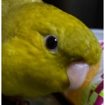 userPhoto