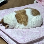 月福