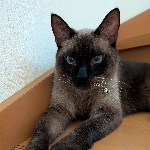 ぴよひこ