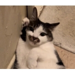katochan