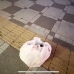 アダチー