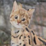 ネリン