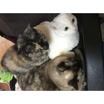ベーコン
