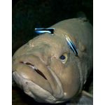 高級魚クエ