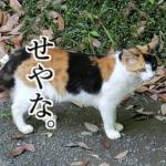 ユーザー画像
