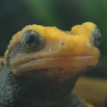 わっぐわぐ