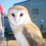 みずき