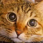 とら猫*にゃん太Ⓡ(ミ◕ᆽ◕彡)
