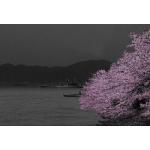 海と桜