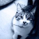 きっしぃ ฅ