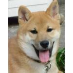 わんこ(お果汁)