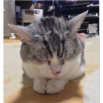 なし