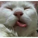猫とお酒が好きな人