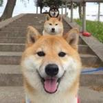 ななし