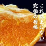 柑橘。