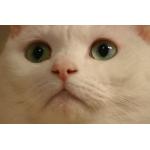 ねこ