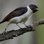 翠鳥鸞