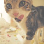 ヒカリ