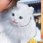 狸の里