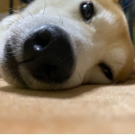 userPhoto