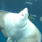 プラさん