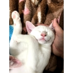 適当ヒムロ