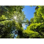 userPhoto