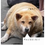 ポンコツ