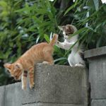 ゆきのはこねこ
