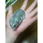 ピンク（´・ω・｀） 