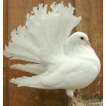 孔雀(｡◕ ∈ ◕｡)彡鳩