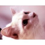 ゆーり