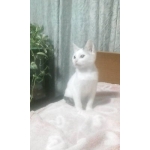 たろすけ