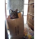 userPhoto
