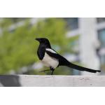 カササギのヒロ