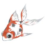 はね
