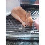 ちょこもなか