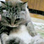 しろやみ