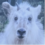 震えるニホンカモシカ