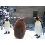 ペンギン母