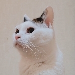 しろちゃん