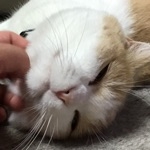 じょに